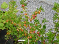 Ribes Black Velvet from Dunwiley Nurseries Ltd., Stranorlar, Co. Donegal, Ireland