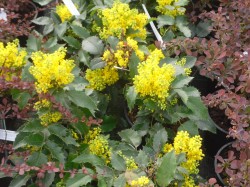 Mahonia aquafolium 'Apollo' from  Dunwiley Nurseries Ltd., Stranorlar, Co. Donegal.