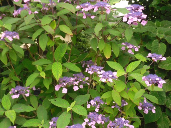 Hydrangea aspera 'Anthony Bullivent' from Dunwiley Nurseries Ltd., Stranorlar, Co. Donegal, Ireland