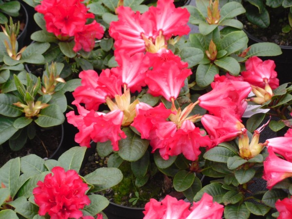 Rhododendron 'Scarlet Wonder' from Dunwiley Nurseries Ltd., Stranorlar, Co. Donegal, Ireland