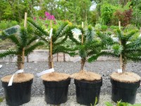 Araucaria araucana (Monkey Puzzle) from Dunwiley Nurseries Ltd., Stranorlar, Co. Donegal, Ireland