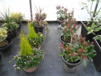 Decorative Pots from Dunwiley Nurseries & Garden Centre, Stranorlar, Co.Donegal