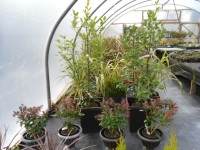 Decorative Pots from Dunwiley Nurseries & Garden Centre, Stranorlar, Co.Donegal