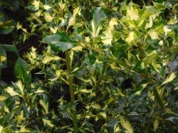 Ilex aquifolium 'Milk Boy' from Dunwiley Nurseries Ltd., Stranorlar, Co. Donegal, Ireland