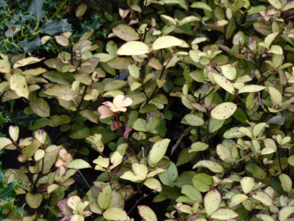 Pseudowintera colorata from Dunwiley Nurseries Ltd., Stranorlar, Co. Donegal.