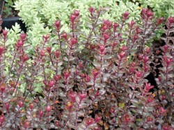 Hebe 'Champion' from Dunwiley Nurseries Ltd., Stranorlar, Co. Donegal, Ireland