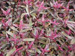 Hebe 'Mrs Winder'  from Dunwiley Nurseries Ltd., Stranorlar, Co. Donegal, Ireland