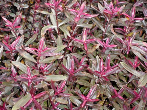 Hebe 'Mrs Winder'  from Dunwiley Nurseries Ltd., Stranorlar, Co. Donegal, Ireland