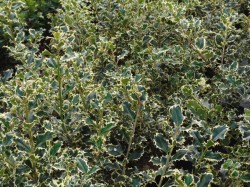 Ilex aquifolium 'Silver Queen' from Dunwiley Nurseries Ltd., Stranorlar, Co. Donegal, Ireland