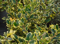 Ilex x altaclerensis 'Golden King' from Dunwiley Nurseries Ltd., Stranorlar, Co. Donegal, Ireland