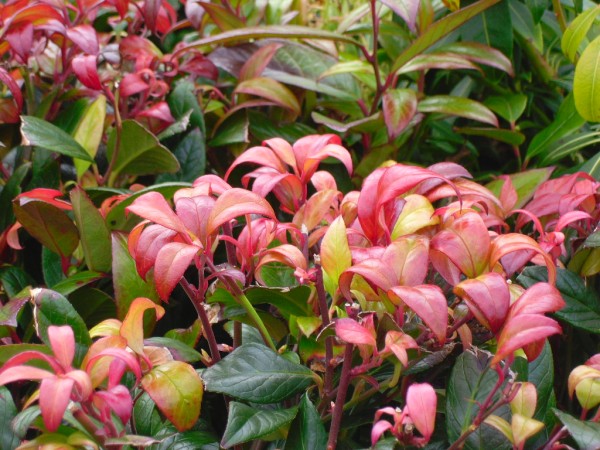 Leucothoe fontanesiana 'Scarletta' or 'Zeblid' from Dunwiley Nurseries Ltd., Stranorlar, Co. Donegal, Ireland