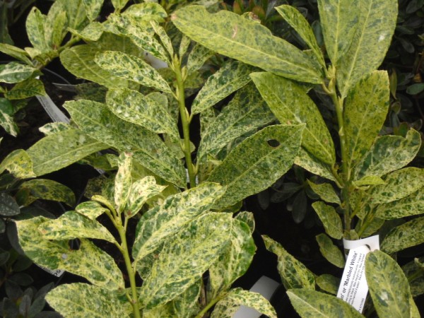 Prunus laurocerasus 'Marble White' from Dunwiley Nurseries Ltd., Stranorlar, Co. Donegal.