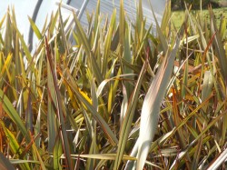 Phormiums from Dunwiley Nurseries Ltd., Stranorlar, Co. Donegal