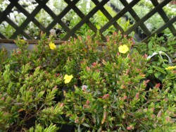 Halimium Libanotis from Dunwiley Nurseries Ltd., Stranorlar, Co. Donegal, Ireland