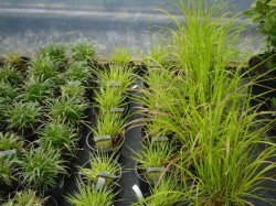 Carex morrowii 'Silver Sceptre', Molinia caerulea ssp. caerulea 'Variegata' & Stipa brachytricha Grasses from Dunwiley Nurseries, Co. Donegal, Ireland