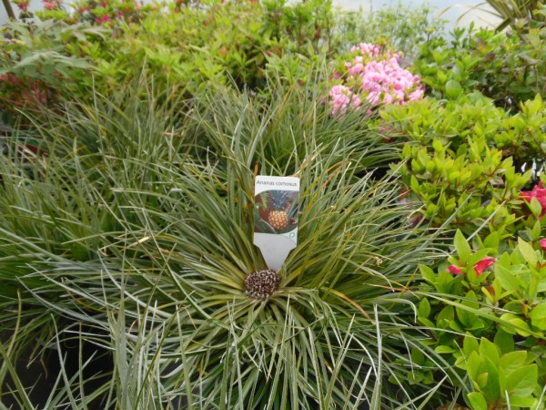 Anas comusus (Pineapple Plant)  from Dunwiley Nurseries Ltd., Stranorlar, Co. Donegal.