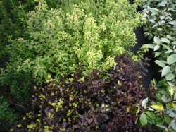 Pittosporum tenuifolium 'Warnham Gold' & 'Tom Thumb' from Dunwiley Nurseries Ltd., Stranorlar, Co. Donegal.