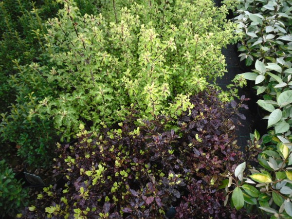 Pittosporum tenuifolium 'Warnham Gold' & 'Tom Thumb' from Dunwiley Nurseries Ltd., Stranorlar, Co. Donegal.