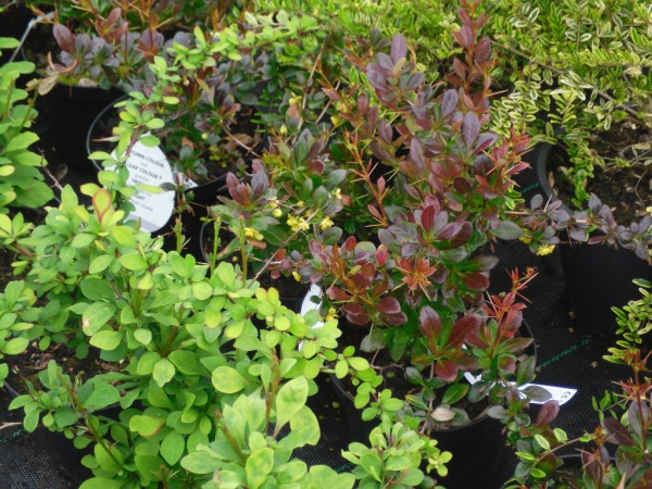 Berberis thunbergii & x Berberis x media 'Red Jewel' from Dunwiley Nurseries Ltd., Stranorlar, Co. Donegal.