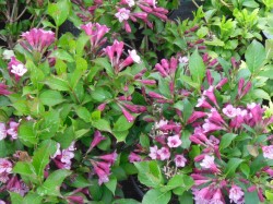 Weigela from Dunwiley Nurseries Ltd., Stranorlar, Co. Donegal, Ireland