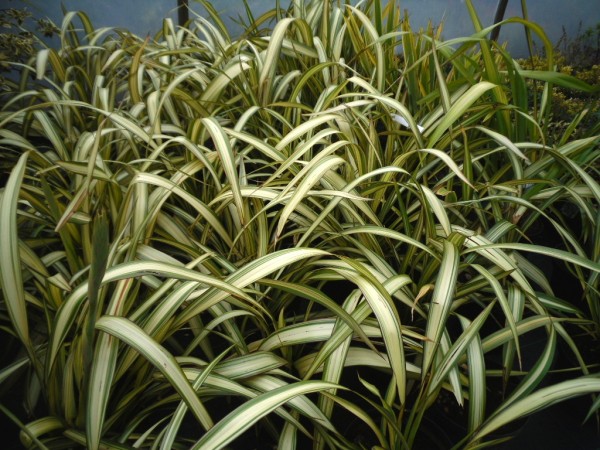 Phormium 'Cream Delight' from Dunwiley Nurseries Ltd., Stranorlar, Co. Donegal