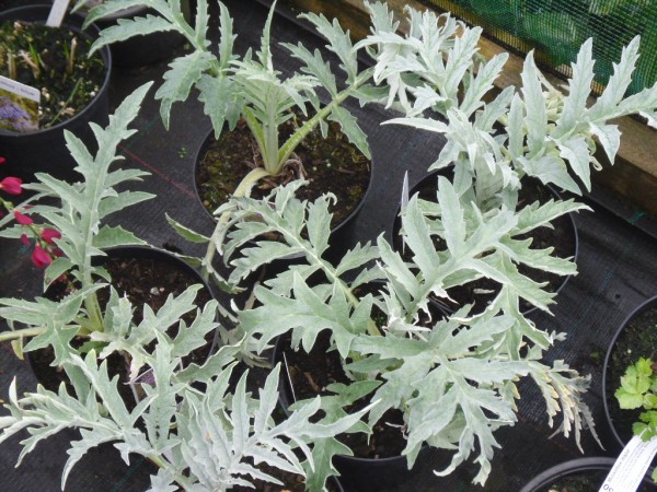 Cynara scolymus from Dunwiley Nurseries Ltd., Stranorlar, Co. Donegal, Ireland