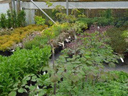 Thalictrum rochebrunianum from Dunwiley Nurseries, Stranorlar, Co. Donegal.