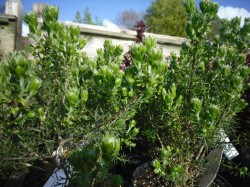 Genista hispanica (Spanish Gorse)  from Dunwiley Nurseries Ltd., Stranorlar, Co. Donegal, Ireland