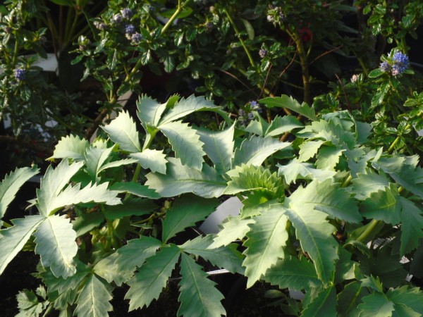 Melianthus major from  Dunwiley Nurseries Ltd., Stranorlar, Co. Donegal.