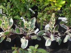 Eryngium 'Jade Frost' from Dunwiley Nurseries Ltd.,Stranorlar, Co. Donegal, Ireland