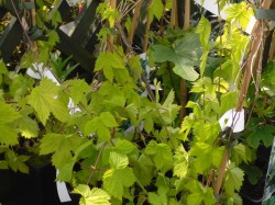 Humulus lupulus 'Aureus' (Golden Hop) from Dunwiley Nurseries Ltd., Stranorlar, Co. Donegal, Ireland