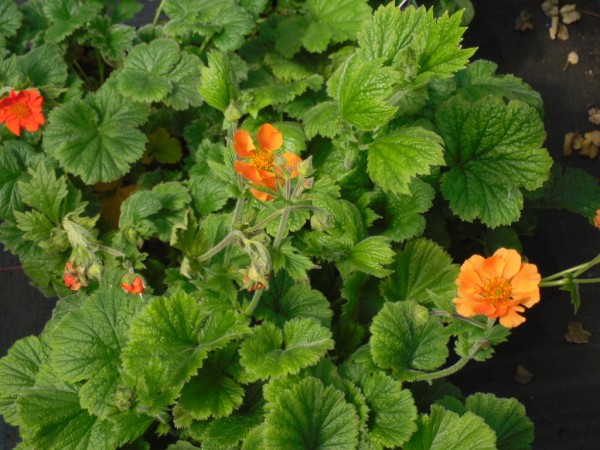 Geum x borisii from Dunwiley Nurseries Ltd., Stranorlar, Co. Donegal, Ireland