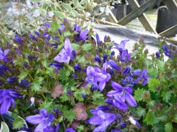 Campanula portenschlagiana 'Resholt's Variety' from Dunwiley Nurseries Ltd., Stranorlar, Co. Donegal, Ireland