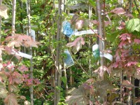 Acer pseudoplatanus 'Simon Louis Freres' Tree from Dunwiley Nurseries Ltd., Dunwiley, Stranorlar, Co. Donegal, Ireland.