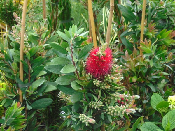 Callistemon 'Royal Sceptre'  from Dunwiley Nurseries Ltd., Stranorlar, Co. Donegal.