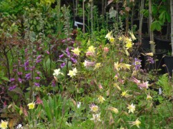 Aquilegia from Dunwiley Nurseries Ltd., Stranorlar, Co. Donegal, Ireland