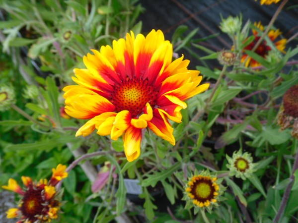 Gaillardia 'Moyvalley Bubbles' from Dunwiley Nurseries Ltd., Stranorlar, Co. Donegal, Ireland