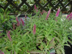 Veronica spicata 'Heidekind from Dunwiley Nurseries, Stranorlar, Co. Donegal.