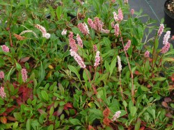 Persicaria affinis 'Darjeeling Red'  from Dunwiley Nurseries Ltd., Stranorlar, Co. Donegal, Ireland