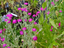 Lychnis coronaria 'Atrosanguinea' from Dunwiley Nurseries, Co. Donegal, Ireland