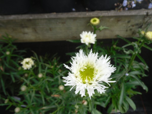 Leucanthemum x superbum 'Aglaia'from Dunwiley Nurseries, Co. Donegal, Ireland