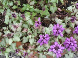 Lamium maculatum 'Beacon Silver' & Nepeta 'Six Hlls Giant' from Dunwiley Nurseries, Co. Donegal, Ireland