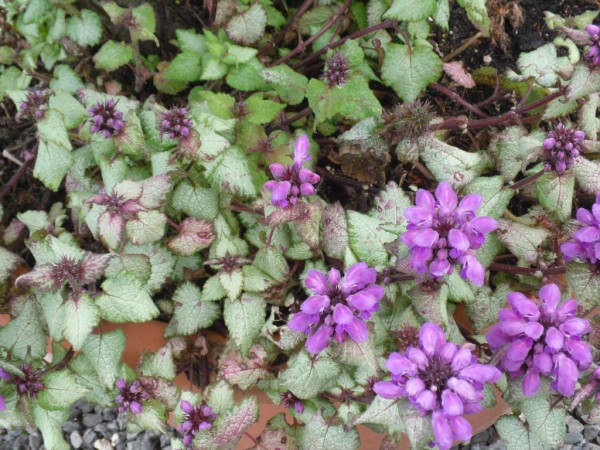 Lamium maculatum 'Beacon Silver' & Nepeta 'Six Hlls Giant' from Dunwiley Nurseries, Co. Donegal, Ireland