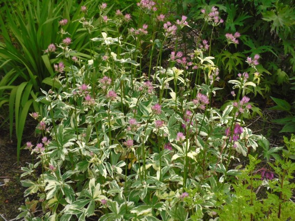 Astrantia major 'Sunningdale Varigated' from Dunwiley Nurseries Ltd., Stranorlar, Co. Donegal, Ireland