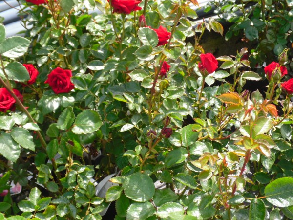 Sympathie Roses from Dunwiley Nurseries & Garden Centre, Stranorlar, Donegal.