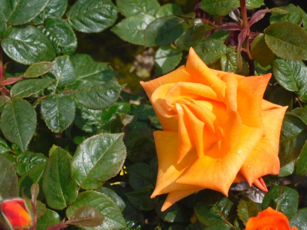 Razzle Dazzle Roses from Dunwiley Nurseries & Garden Centre, Stranorlar, Donegal.