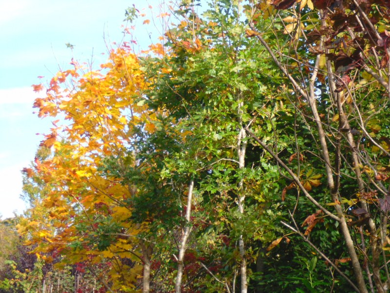 Open Ground Trees