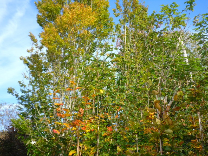 Open Ground Trees