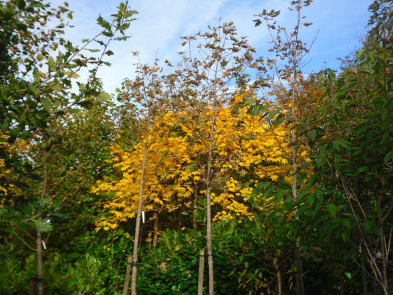 Open Ground Trees