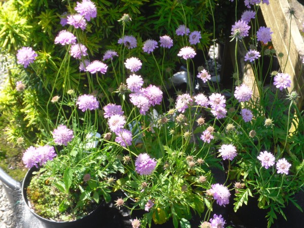 Scabiosa Cushion Pink  from Dunwiley Nurseries, Stranorlar, Co. Donegal.